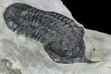 Bargain, Morocconites Trilobite Fossil - Morocco #127477-2